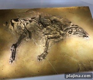 Messel Fossil Pit