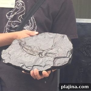Messel Fossil Pit