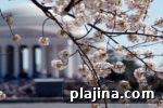 img 83679 10