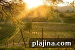 img 83679 14