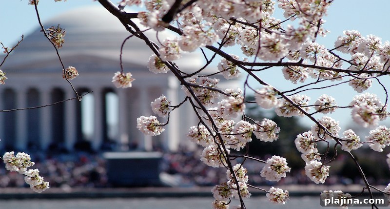 Washington, D.C, Cherry Blossoms