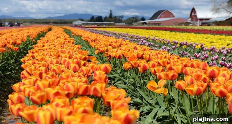 Skagit Valley Tulip Festival