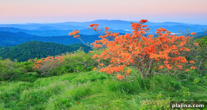 North Carolina Spring