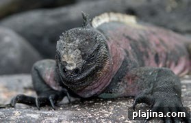Galapagos