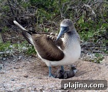 Galapagos