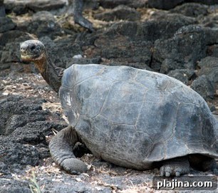 Galapagos