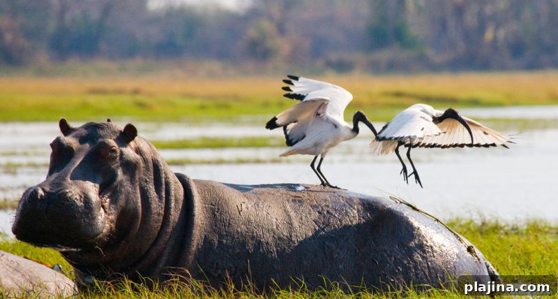 Botswana