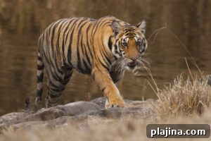 NHA - India Tiger Quest - Credit to Court Whelan