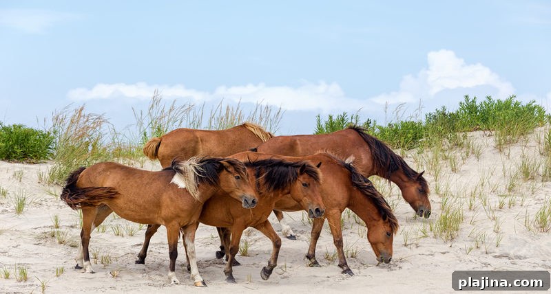 Assateague Island National Seashore