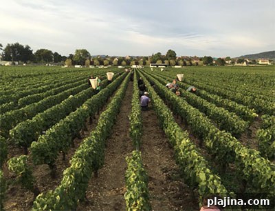 Grape harvest at a vineyard