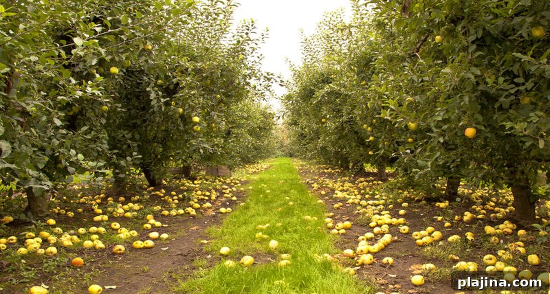 apple picking
