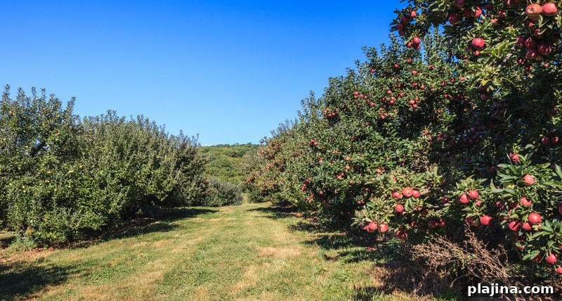 Stribling Orchard