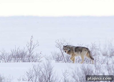Wolf sighting © CHURCHILL WILD / ANDY SKILLEN