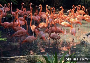 Flamingos at Bermuda Aquarium and Zoo