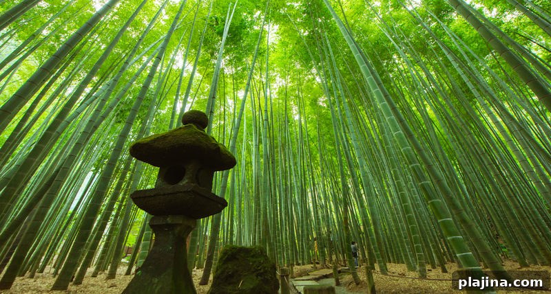 Bamboo Garden in Kamakura Japan