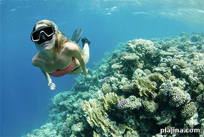 Swimming along coral