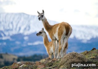 Guanaco