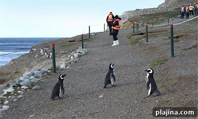 Penguins on Isla Magdalena