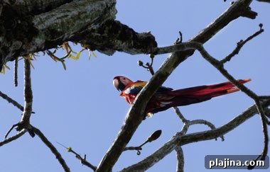 A scarlet macaw in a tree 