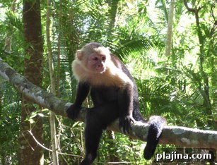 A capuchin monkey