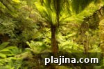 7 Ancient Forests Still Growing Today: Locations & Highlights 3 img 98103 10