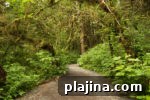 7 Ancient Forests Still Growing Today: Locations & Highlights 4 img 98103 11
