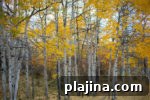 7 Ancient Forests Still Growing Today: Locations & Highlights 5 img 98103 12