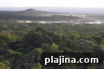 7 Ancient Forests Still Growing Today: Locations & Highlights 6 img 98103 13