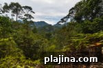 7 Ancient Forests Still Growing Today: Locations & Highlights 7 img 98103 14
