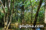 7 Ancient Forests Still Growing Today: Locations & Highlights 8 img 98103 15