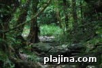 7 Ancient Forests Still Growing Today: Locations & Highlights 9 img 98103 16