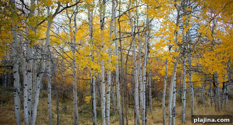 Pando