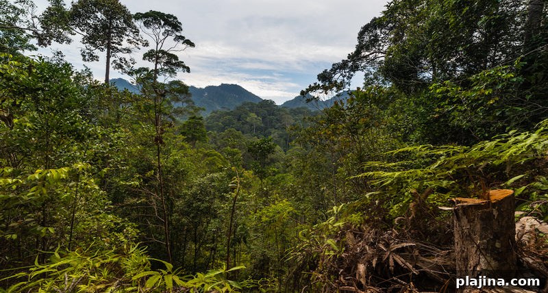 Borneo