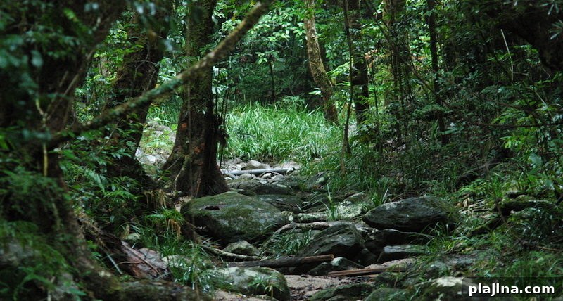 Daintree
