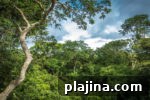 7 Ancient Forests Still Growing Today: Locations & Highlights 2 img 98103 9