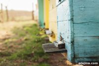 Support Bees: Fairmont’s Plan to Protect Pollinators