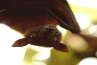7 Top Destinations for Bat-Watching Adventures