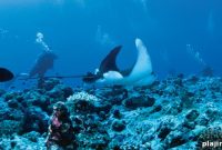 Exotic Encounters at the Great Barrier Reef: Unique Reef Wildlife Experiences