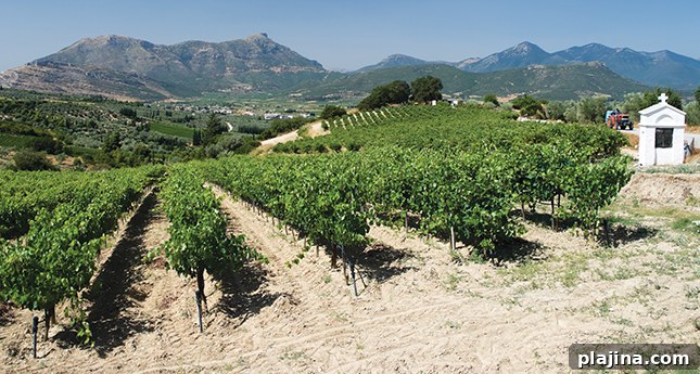 featured 1916