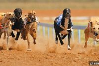 Greyhound Racing in the United States: History, Tracks & Regulations