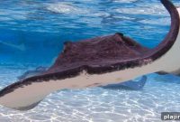 Caribbean Caper: Ultimate Guide to Tropical Adventures