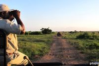 Wildlife Safari Adventures in South Africa: Up-Close Animal Encounters