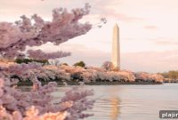 Celebrate Cherry Blossom Season at Mandarin Oriental Washington, D.C.
