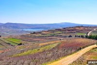WWOOF Comes to Israel: Volunteer on Organic Farms Across the Country