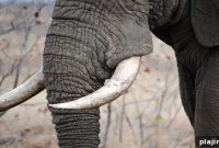 Thailand Cracks Down on Illegal Ivory Trade: New Enforcement Measures