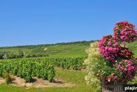 Explore Champagne Region Wineries with Oenopass Wine Tasting Cards