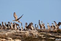Peru for Birdwatchers: Top Spots and Birding Tips