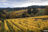 Oregon Wines Now Fly Free on Alaska Airlines