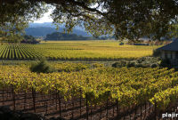 Napa Valley Harvest Begins: Vineyard 2026 Grape Season Update