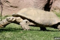 Wildlife Watching in the Seychelles: See Iconic Island Species